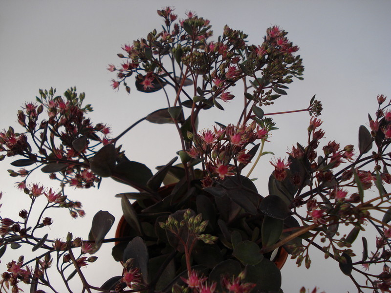 sedum cauticolum bertram anderson 698