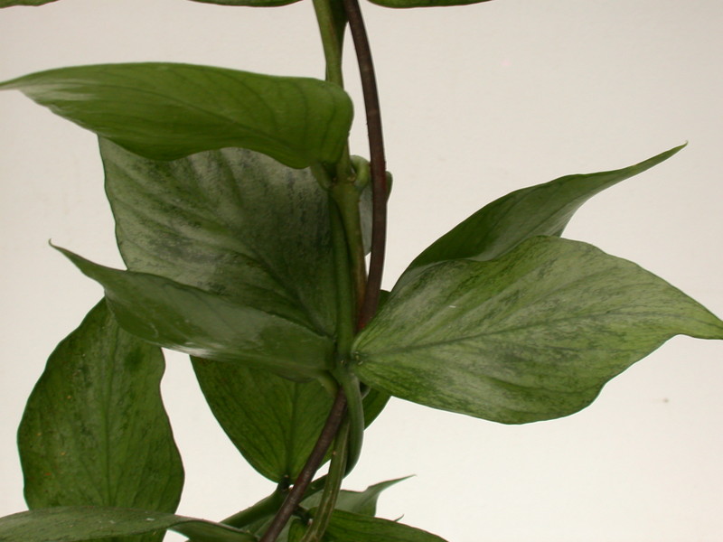 hoya polyneura 3935