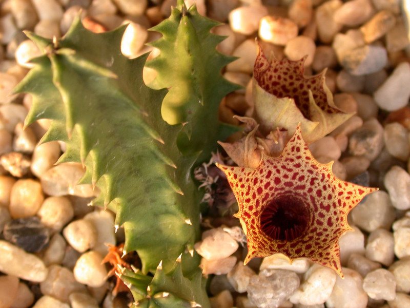 huernia campanulata es3546 oudshoorn 01