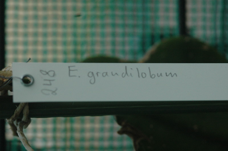 eh grandilobum rb248 9352