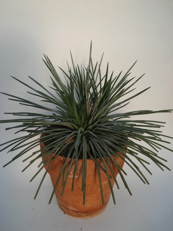 agave striata 1