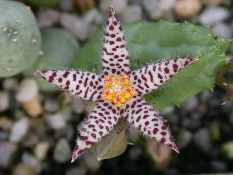 piaranthus comptus es2331 01