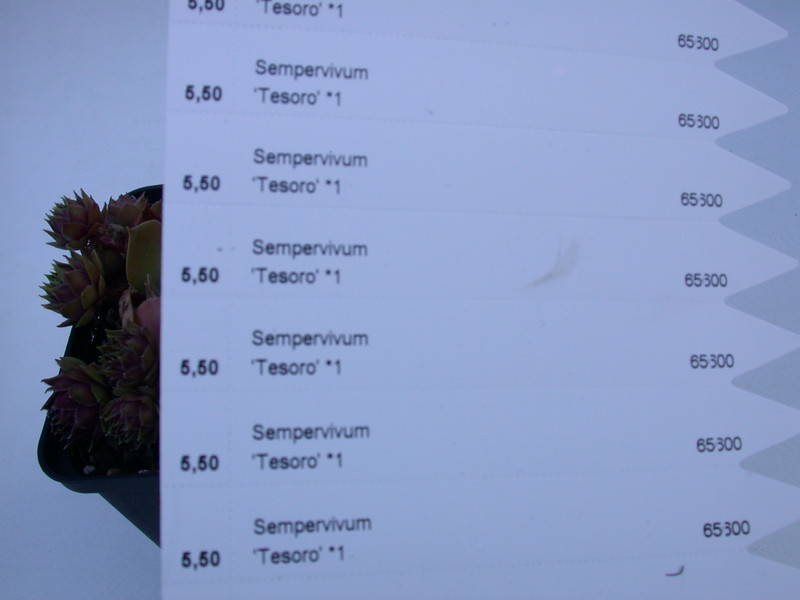 sempervivum tesoro 5754