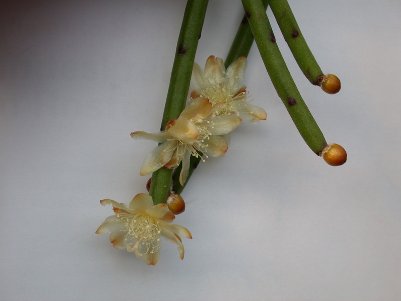 rhipsalis dissimilis gelblich 2065