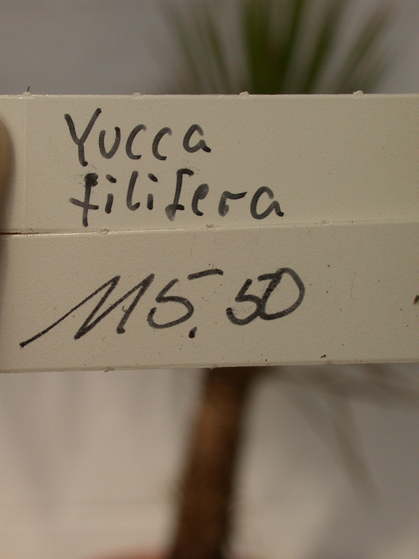 yucca filifera 1502