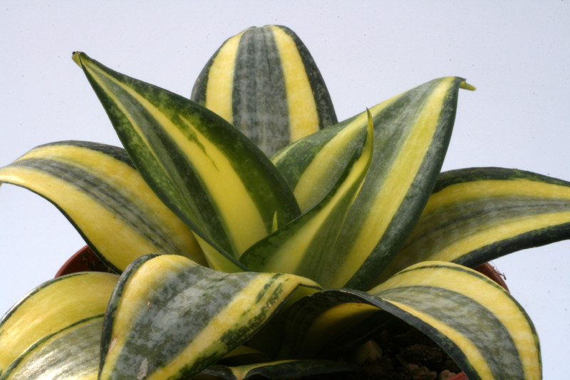 sanseveria hahnii 3494