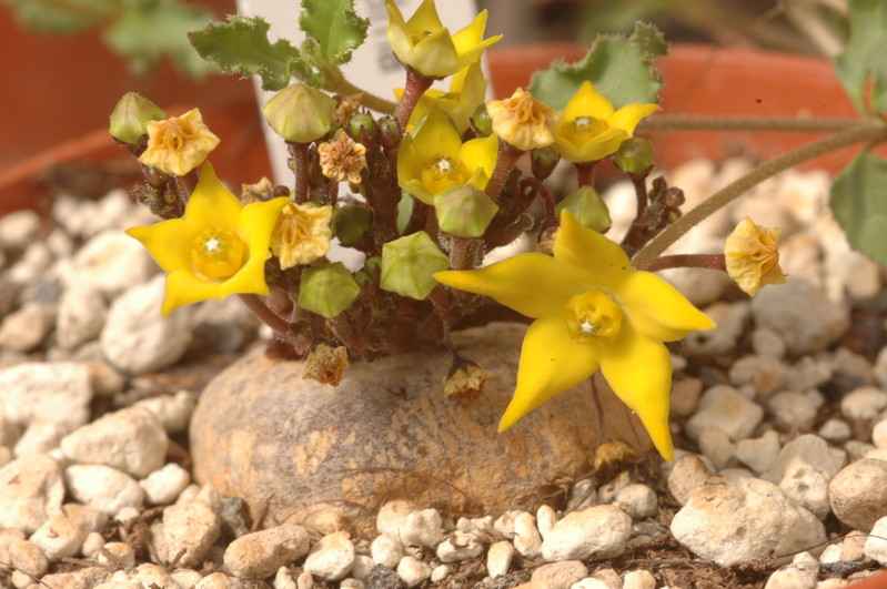 brachystelma caffrum 1428