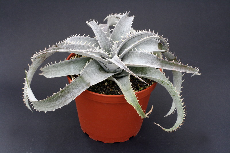 dyckia marnier lapostollei 3877