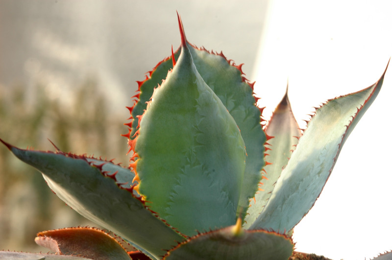 agave bovicornuta la oscta 8432