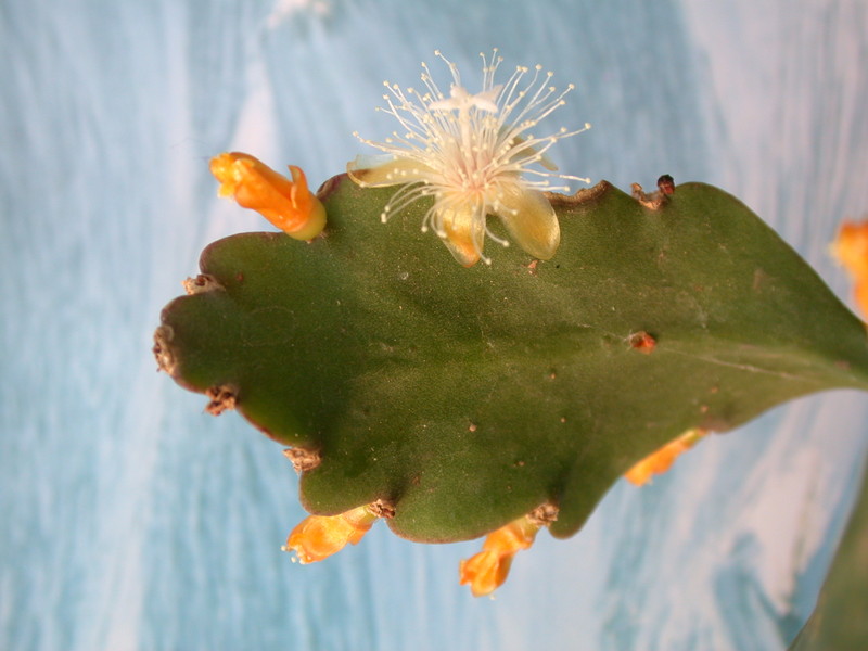 rhipsalis pachyptera 2046