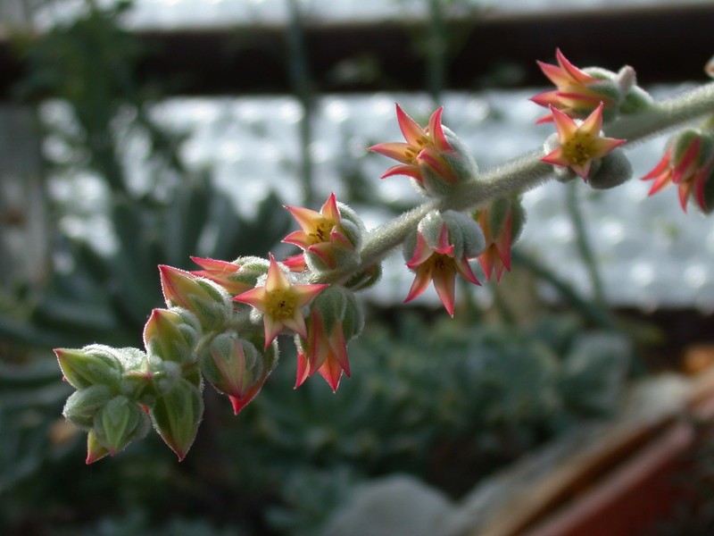 echeveria leucotricha02