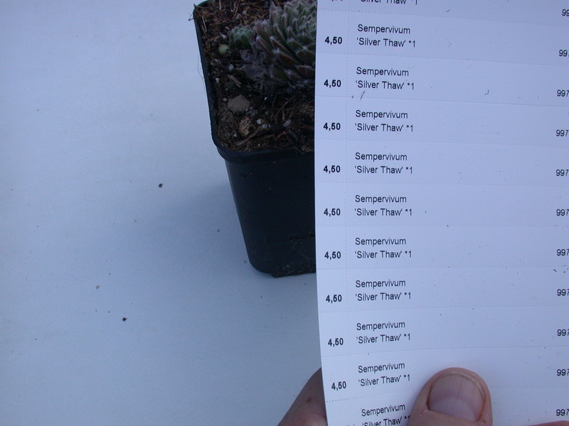 sempervivum silver thaw 5740