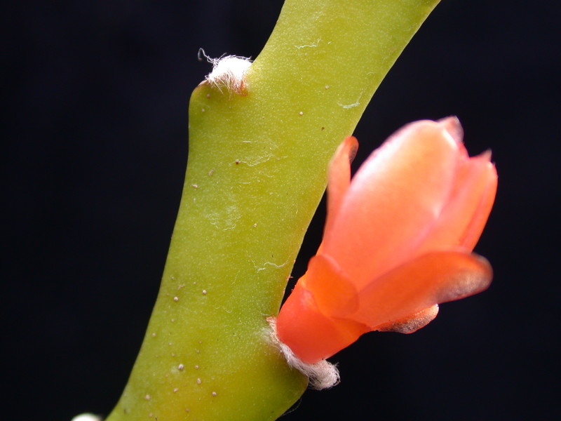lepismium asuntapatense kessler9800 9716