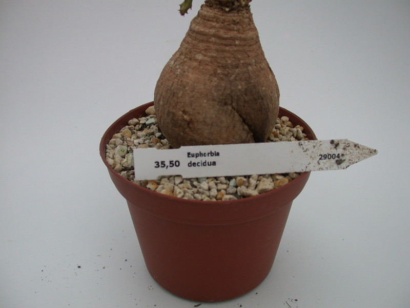 euphorbia decidua 1355