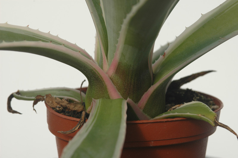 agave angustifolia marginata 8593