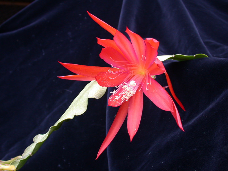 eh hunsrueck charme x sylter fruehling 02