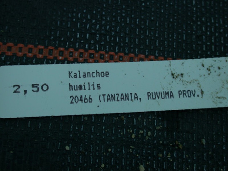 kalanchoe humilis 04