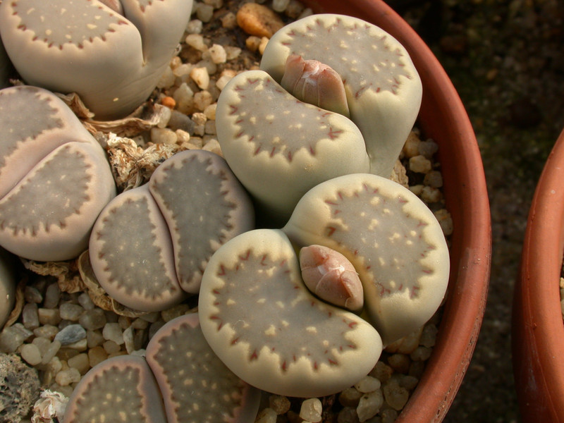 lithops hallii ochracea 02