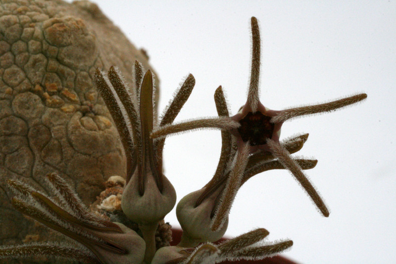 pseudolithos cubiformis 9830