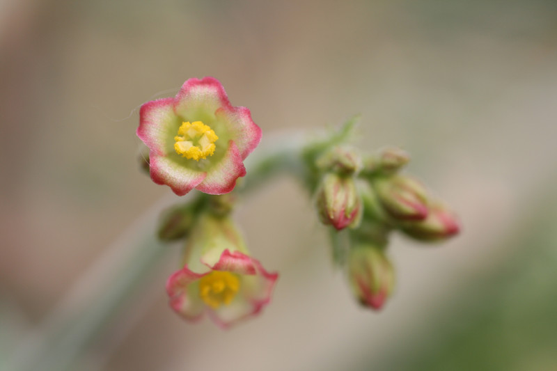 jatropha spicata 1142