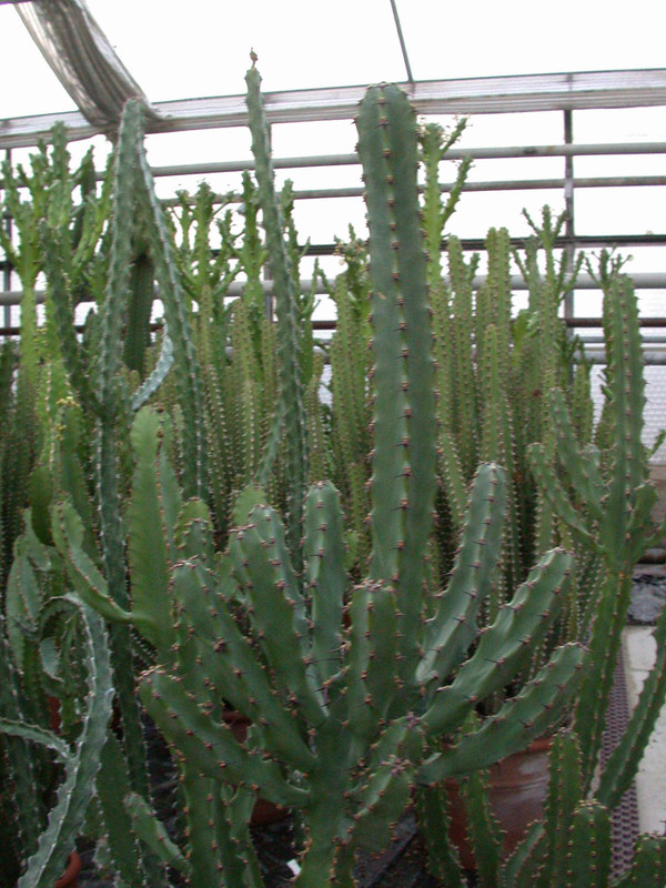 euphorbia ledienii