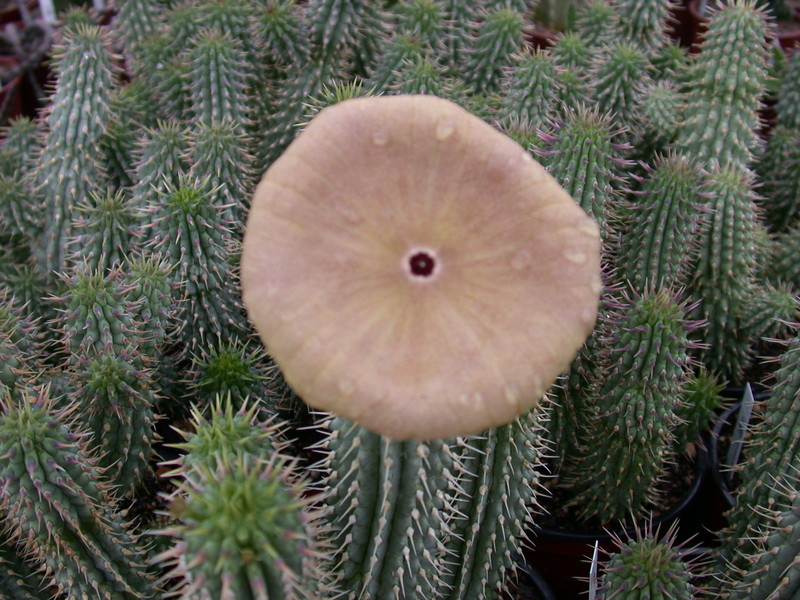 hoodia gordonii 5683
