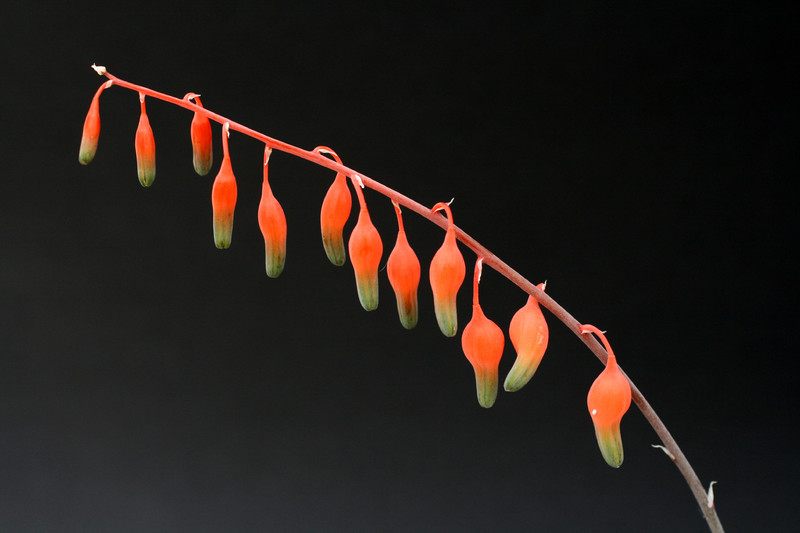 gasteria glomerata 2716