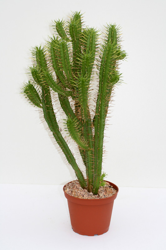 euphorbia ferox 40cm 3709