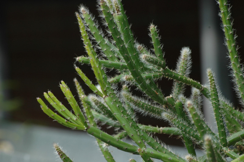 rhipsalis rigida 02