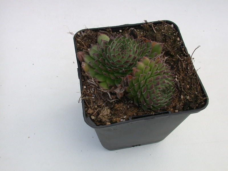 sempervivum ruthenicum 5731