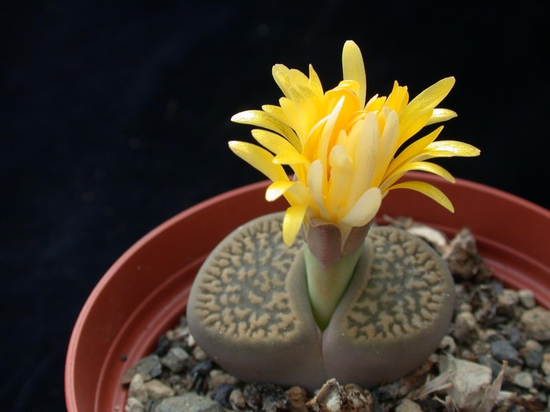 lithops hookeri marginata 01