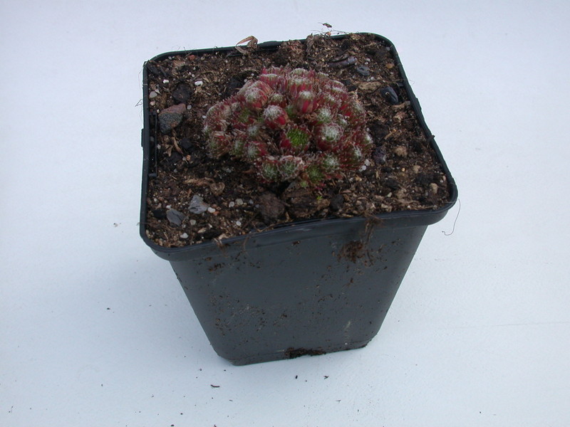 sempervivum hookeri 5721