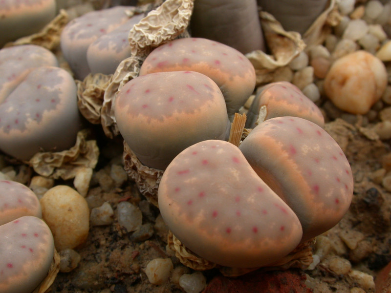 lithops dinteri 01