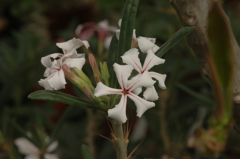 pachypodium succulentum 1136