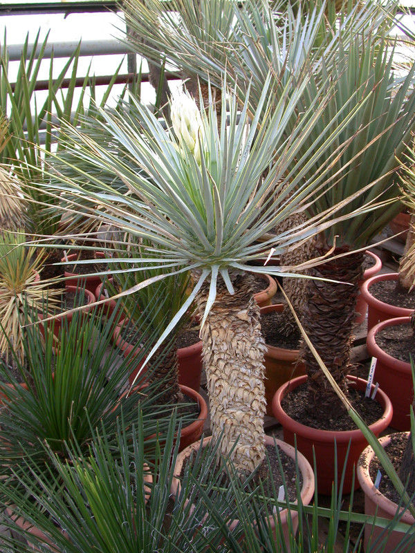 yucca rigida 01