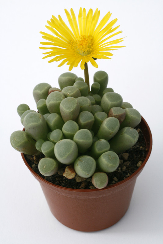 fensteraria aurantiaca 0876