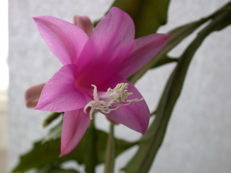 disocactus nelsonii l89 40 9646