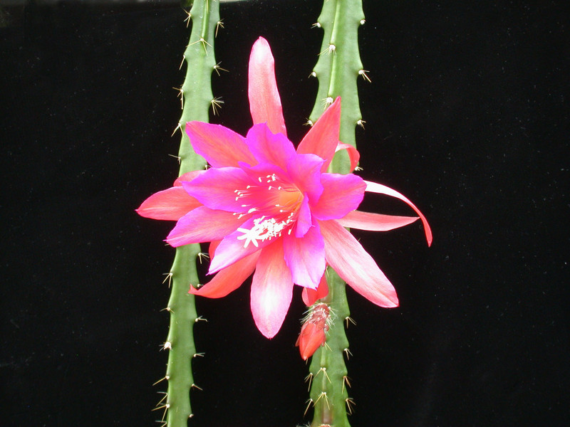 aporocactus wendy15