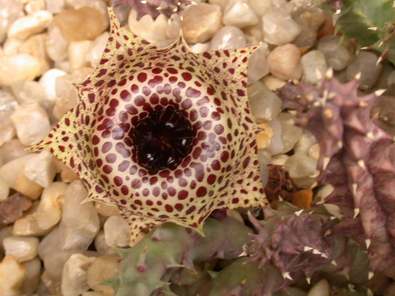 huernia guttaata calitzdorpensis 01