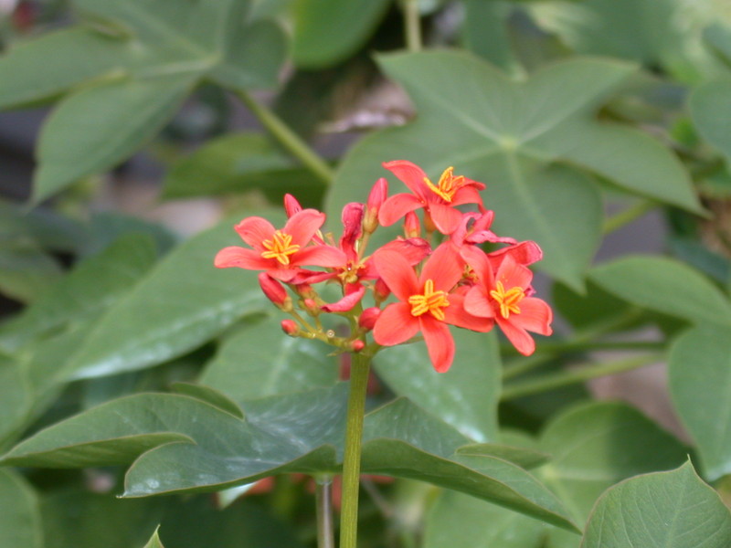 jatropha macrantha 5670