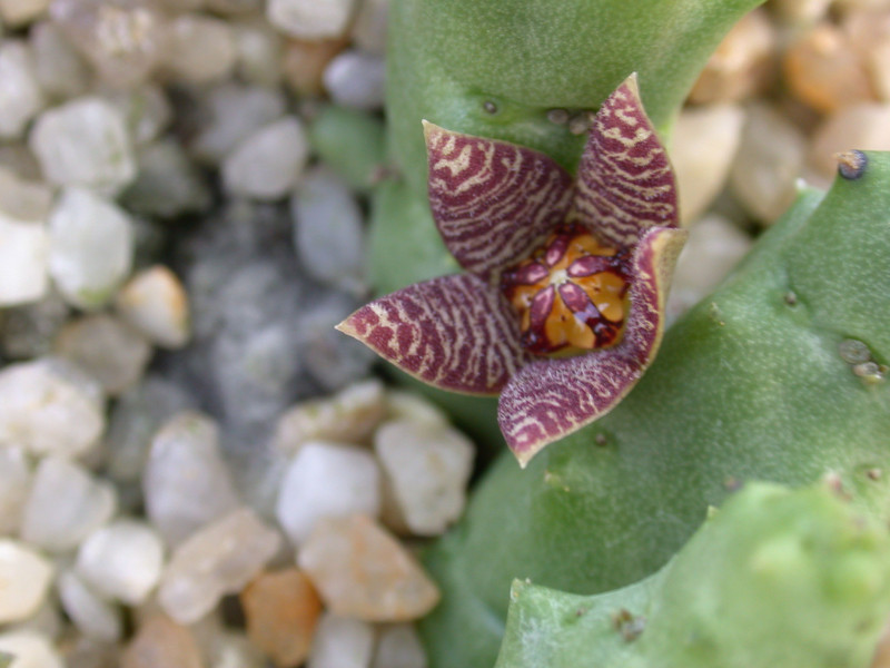 piaranthus barrydalensis pvb5150 rietvlei01