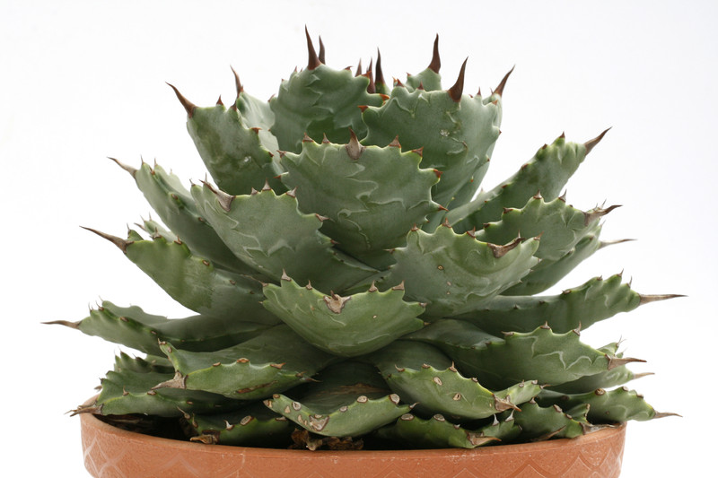 agave verschaffeltii 0388