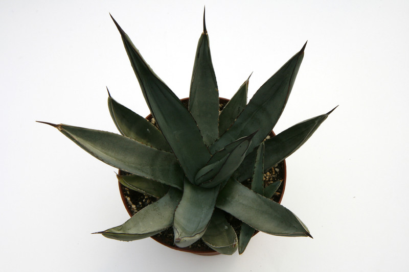 agave nigra 7677