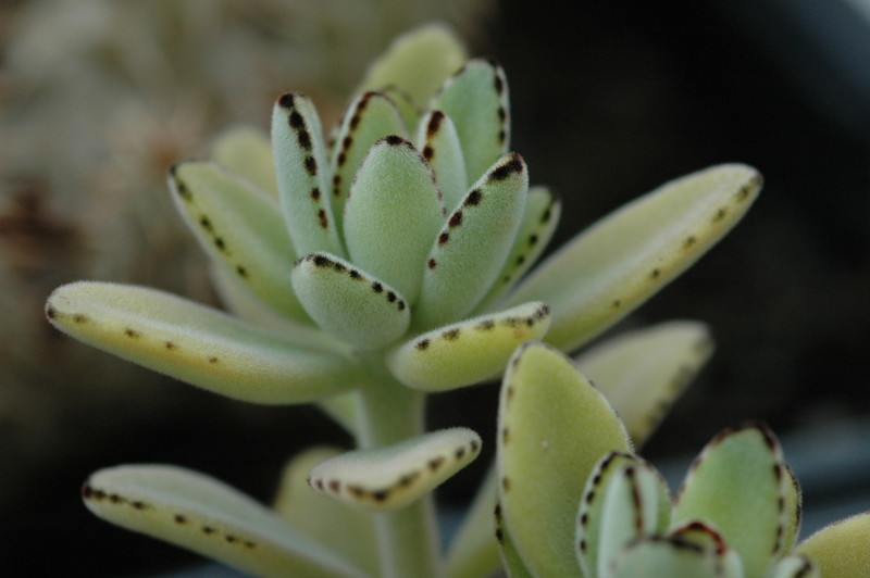 kalanchoe tomentosa 214