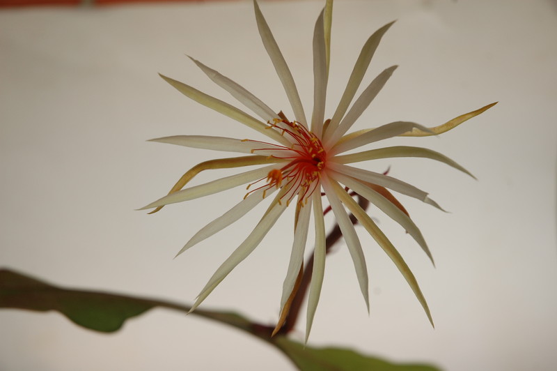 epiphyllum phyllanthus rubrocoronatum rba373 721