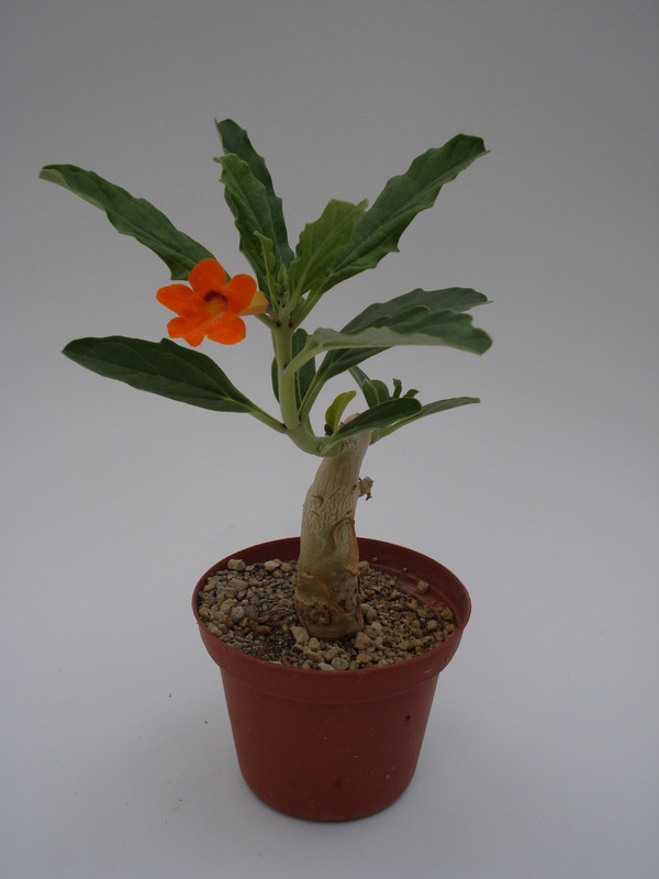 pterodiscus aurantiacus 660