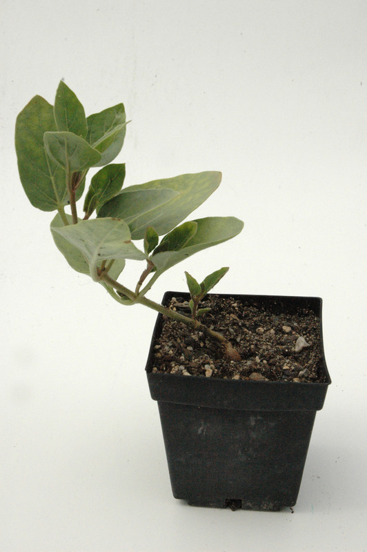 mirabilis multiflora 03