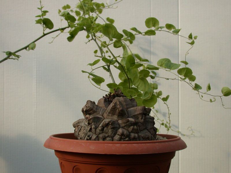 dioscorea elephantipes 07