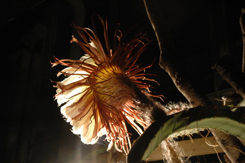 selenicereus grandiflorus koenigin 2006 05 9747