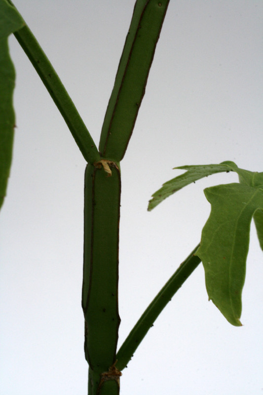 cissus qumquangularis 0731